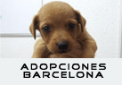 Perros en adopción en Barcelona
