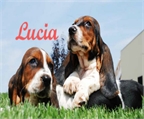 Impresionante camada de Basset hound