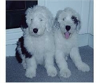 Cute macho y hembra bobtail cachorros Cute macho y hembra bobtail cachorrocachorros 