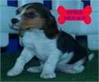 Se vende camada de Beagle, urge