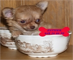 Chihuahua, sensacionales cachorros