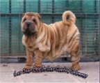 VENTA DE PERROS EN CORDOBA venta de perros en cordoba:
