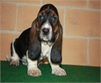 Basset Hound de pura raza y buen precio