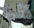  !!deja brit�nica gato de pelo corto y /bkh mezcla gato en las manos de amor 