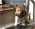 jack russell terrier 658975845