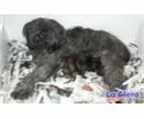 Cachorros de gos d atura Pastor catala