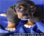 BASSET HOUND - CACHORROS -  GARANT�A AQUANATURA  - TIENDA EN BARCELONA - VENTA Tenaz, caza con el olfato, posee instinto
