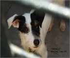 Pipiolo perrito tamaño peque puedes salvarlo de morir. Madrid.