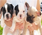 Bulldog Frances sensacionales cachorros