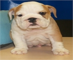 Bulldog Ingles, unos cachorros maravillosos ¡ Oportunidad !