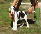 CACHORROS DE DOGO ALEMAN