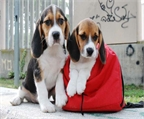 beagle a muy buen precio