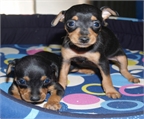Mini Pincher, preciosos e impresionantes  