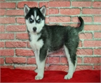 Preciosos  Husky,tu Oportunidad 