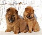 Disfruta de tu cachorro chow chow
