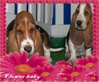 Vendo Bassett Hound, los mejores  