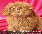 CANICHE - CACHORROS -  GARANT�A AQUANATURA  - TIENDA EN BARCELONA � VENTA - CRIADERO Activo, deportista y alegre, este p