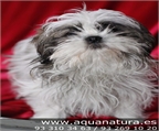 SHIH TZU - CACHORROS -  GARANT�A AQUANATURA  - TIENDA EN BARCELONA � VENTA - CRIADERO Camada preciosa de Shih tzu, dispo