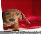 TECKEL PELO CORTO - CACHORROS -  GARANT�A AQUANATURA  - TIENDA EN BARCELONA � VENTA � CRIADERO Camada preciosa de Teckel