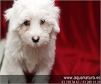 BICH�N MALT�S - CACHORROS -  GARANT�A AQUANATURA  - TIENDA EN BARCELONA � VENTA - CRIADERO Preciosa camada, se entrega a
