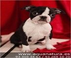 BOSTON TERRIER - CACHORROS -  GARANT�A AQUANATURA  - TIENDA EN BARCELONA � VENTA � CRIADERO	 Disponemos de cachorros, ma