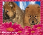 Chow chow, encanttadores cachorros  