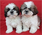Camada de Shih Tzu, muy buen precio 