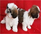 Camada de Shih tzu, muy buen precio 