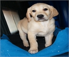 Labrador, excelentes cachorros  