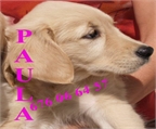Cachorros  de Labrador buen precio 