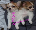 Chihuahua Garantia y buen precio !! 