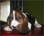 Basset Hound �Garant�a Veterinaria!