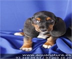 BASSET HOUND - CACHORROS -  GARANT�A AQUANATURA  - TIENDA EN BARCELONA - VENTA Tenaz, caza con el olfato, posee instinto