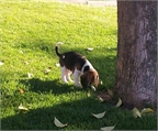 cachorro beagle 2 meses