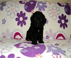 Perro de Agua Espa�ol..guapisimos