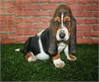 �Tu Basset Hound, muy buen precio!