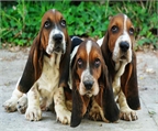 basset hound a precios inmejorables