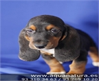 BASSET HOUND - CACHORROS -  GARANT�A AQUANATURA  - TIENDA EN BARCELONA - VENTA Tenaz, caza con el olfato, posee instinto