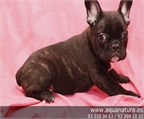 BULLDOG FRANCES- CACHORROS -  GARANT�A AQUANATURA  - TIENDA EN BARCELONA � VENTA - CRIADERO Activo, valiente, testarudo,