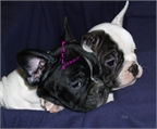Alegres y simpaticos cachorros Bulldog frances 