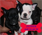 Se vende camada de Bulldog Frances �Garant�a!