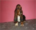 Camada de basset hound impresionante 