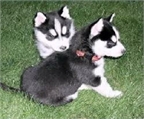 Ojos azules Siberian Husky Puppies