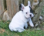 Regalo cachorros bulldog franc�s disponibles,