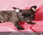 BULLDOG FRANCES- CACHORROS -  GARANT�A AQUANATURA  - TIENDA EN BARCELONA � VENTA - CRIADERO Activo, valiente, testarudo,
