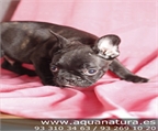 BULLDOG FRANCES- CACHORROS -  GARANT�A AQUANATURA  - TIENDA EN BARCELONA � VENTA - CRIADERO Activo, valiente, testarudo,