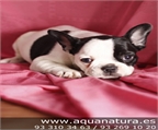 BULLDOG FRANCES- CACHORROS -  GARANT�A AQUANATURA  - TIENDA EN BARCELONA � VENTA - CRIADERO Activo, valiente, testarudo,
