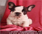 BULLDOG FRANCES- CACHORROS -  GARANT�A AQUANATURA  - TIENDA EN BARCELONA � VENTA - CRIADERO Activo, valiente, testarudo,