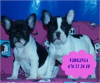 Bulldog Frances tu cachorro al mejor precio 