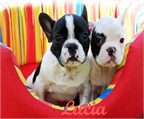Vendo camada de bulldog frances Me urge 